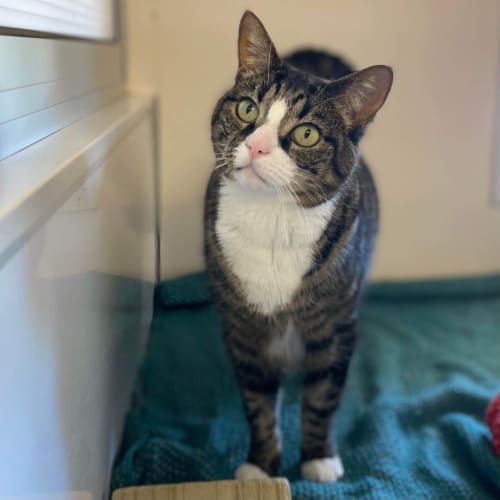 Elsa - Bonded With Penny - Mowbray