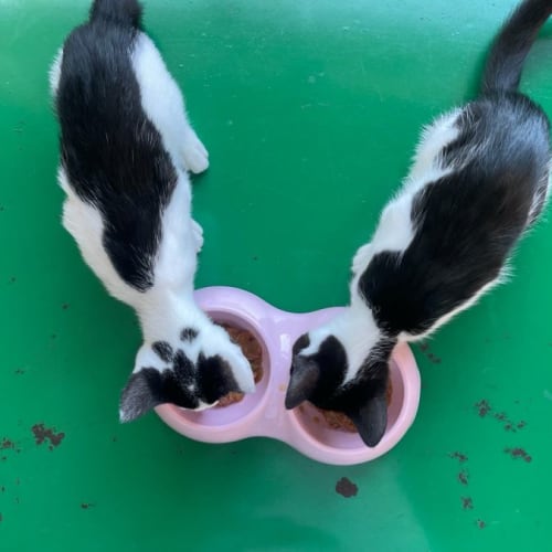 Charlie and Chaplina