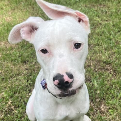 Enzo
