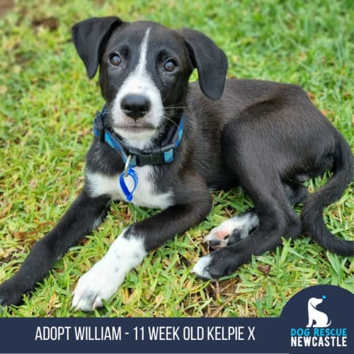 William - 11 Week Old Kelpie X