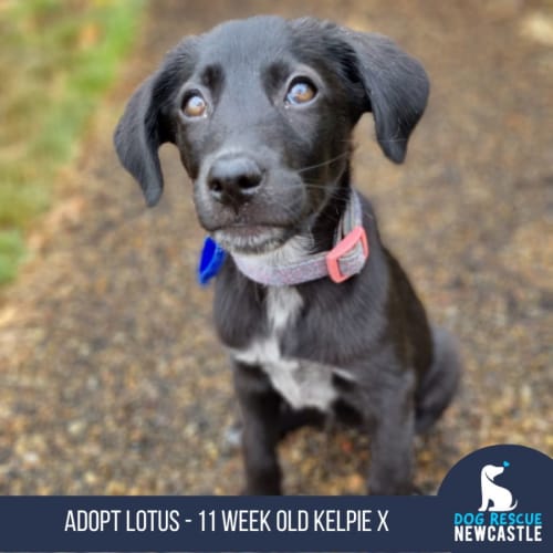 Lotus - 11 Week Old Kelpie X (Trial)