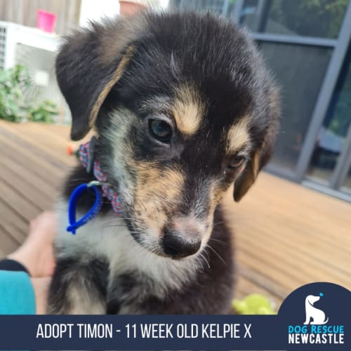 Timon - 11 Week Old Kelpie X (Trial)