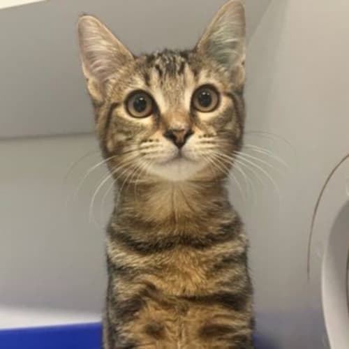 Hazel