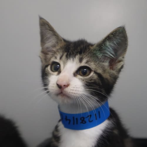 Bbq Shape
