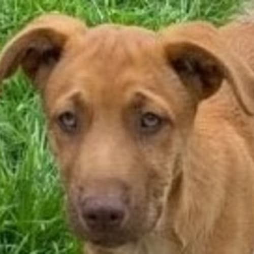 No photo for Clancy 🐶 4 Month Old, Mixed Breed Male Puppy