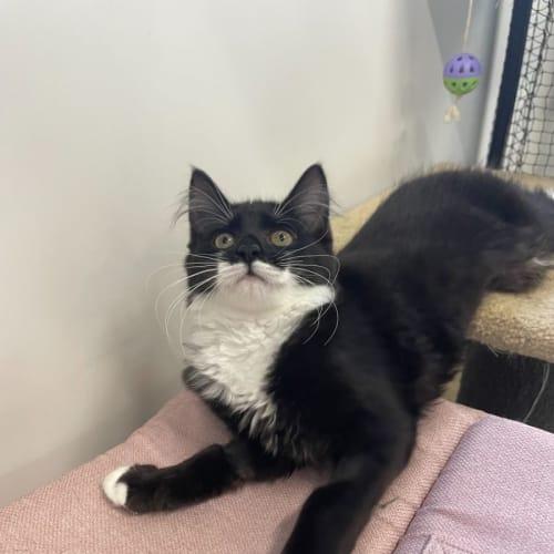 🧁 Holly F02755 🧁