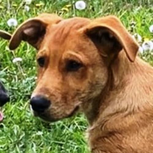 Ricky 🎁4 month old, Mixed Breed male puppy