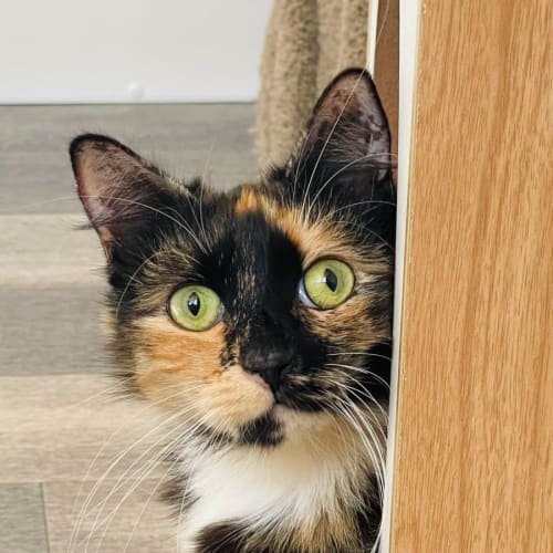 Missy Moo - Located in Abbotsford