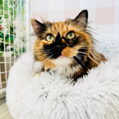 Delilah (Rapunzel) - Located in Preston