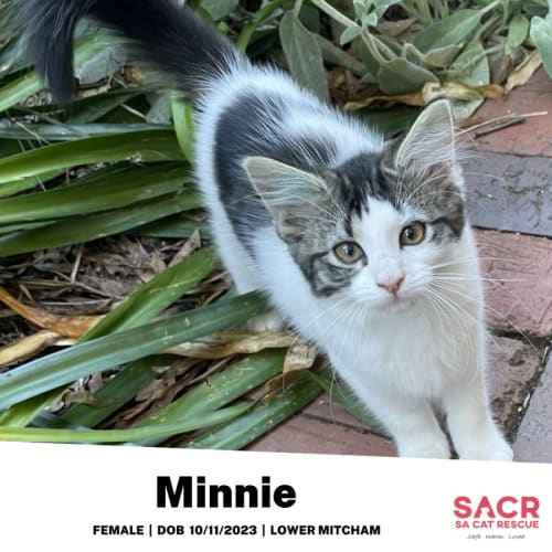 Minnie