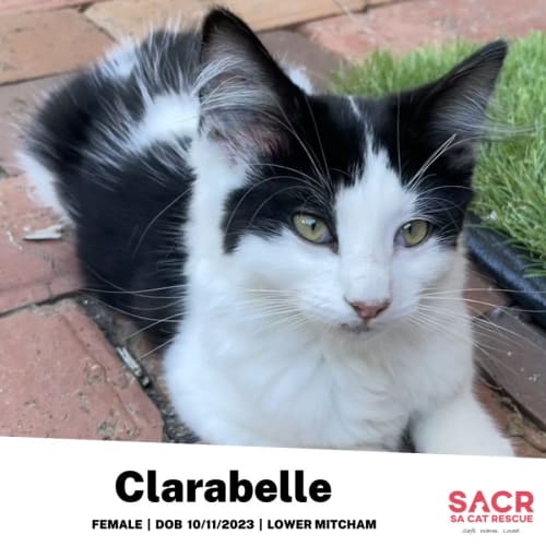 Clarabelle