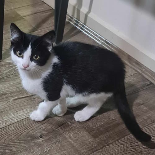 Dominic Mysterio ** 2nd Chance Cat Rescue**