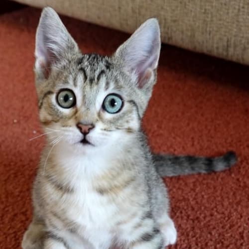 Jemima