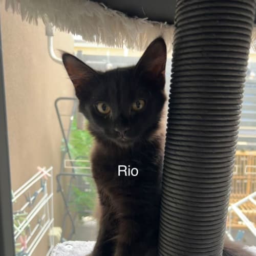 Rio