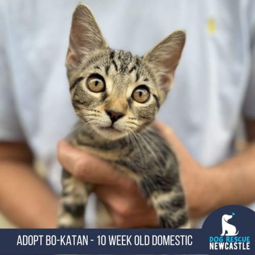 Bo-Katan - 8 Week Old Domestic Short Hair (Trial)