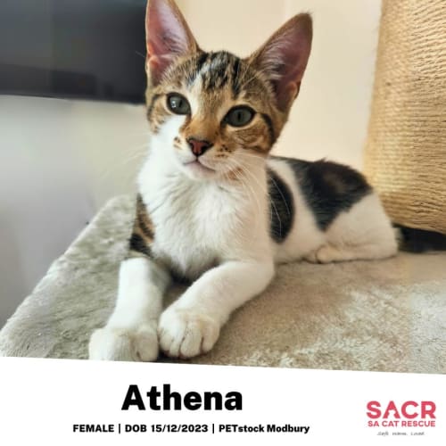 Athena