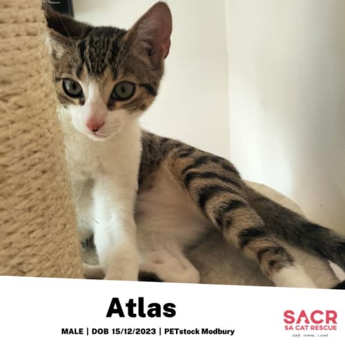 Atlas