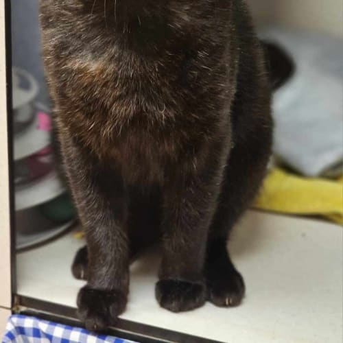 Salem