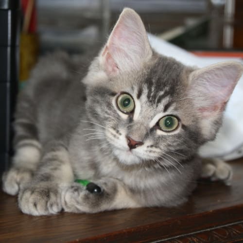 Minky