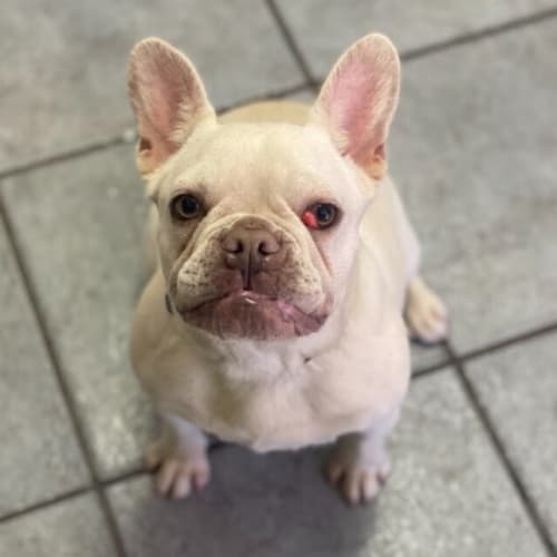 Chloe