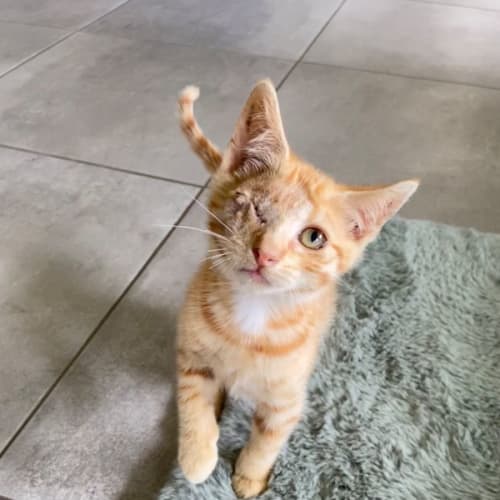 Captain Jack Sparrow