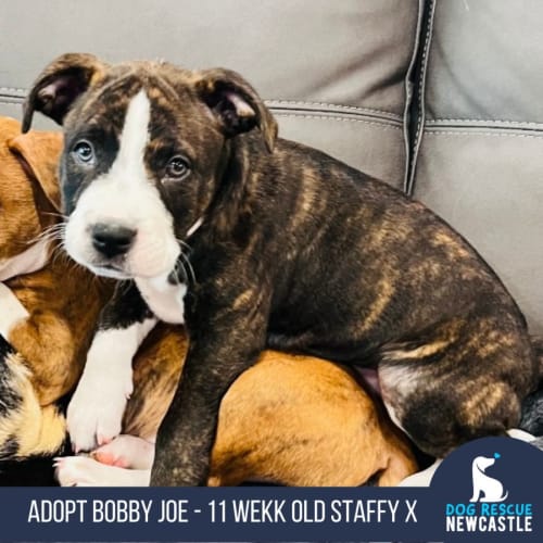 Bobby Joe - 10 Week Old Staffy X (Trial)