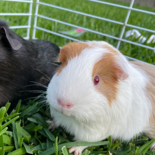 Marmalade