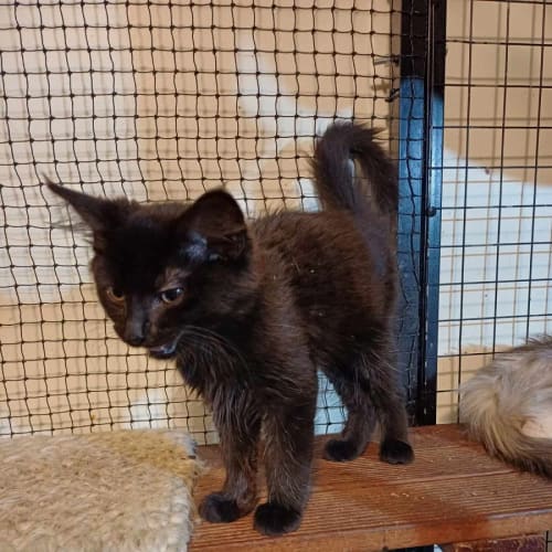 Salem ** 2nd Chance Cat Rescue**