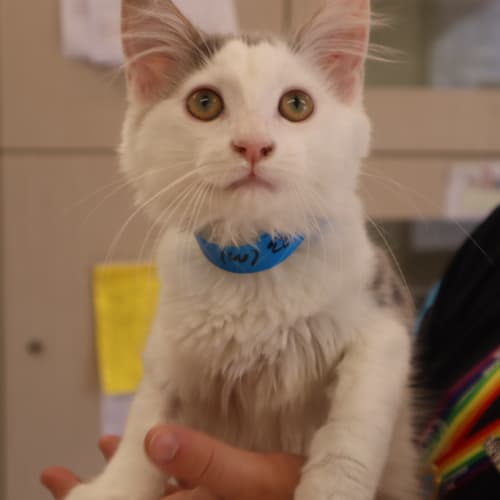 Oreo