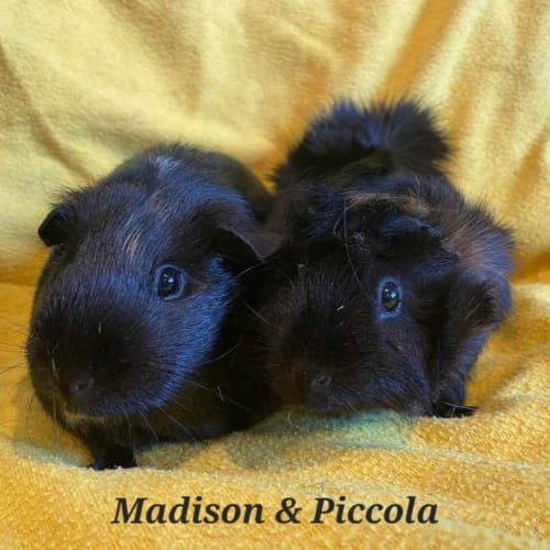 Madison & Piccola