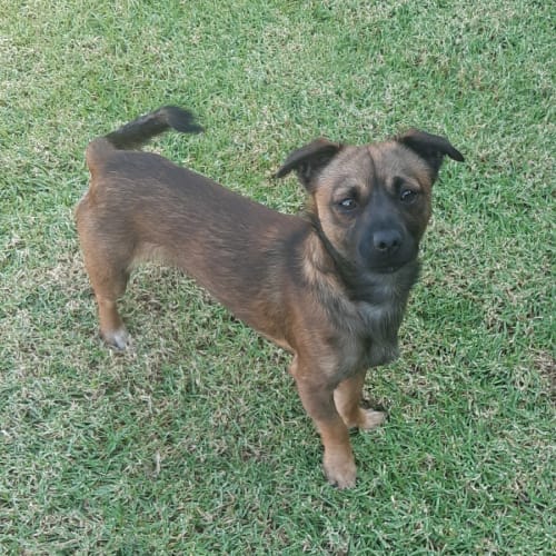 Rufus