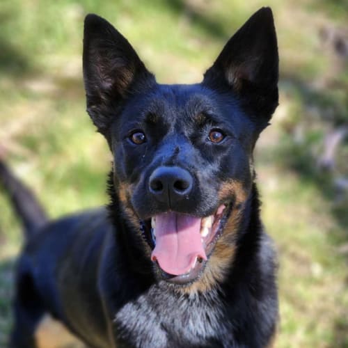 🍄 Maggie C04805 🍄