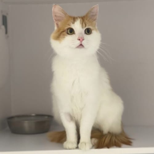 Rufus