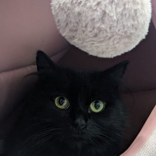 💎 Rue F02663 💎