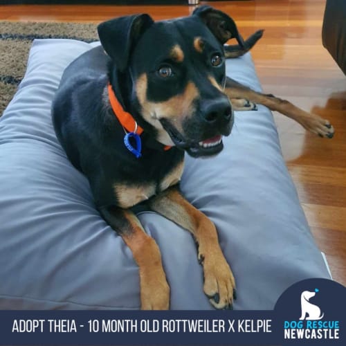 Theia - 10 Month Old Rottweiler X Kelpie (Trial)