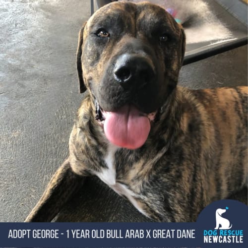 George - 1 Year Old Bull Arab X Great Dane