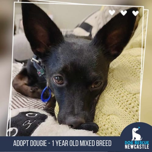 Dougie - 1 Year Old Mixed Breed (Trial)