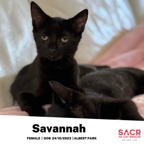 Savannah