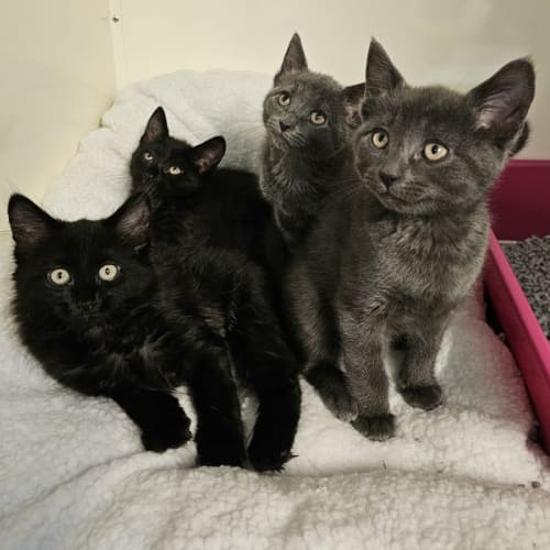 Elka, Eden, Emma & Ernie