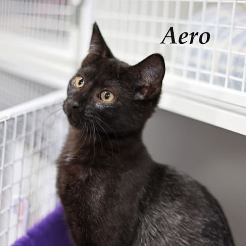 Aero - Petstock