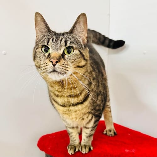 Bubbles - Meet me at Nelly's Ark in Fairfield