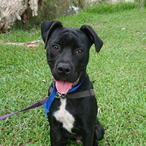 Samson