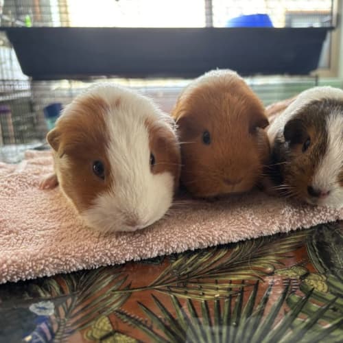 Lucille, Norma & Audrey 