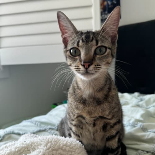 Hazel