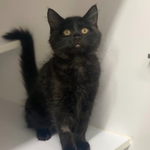 Mae'dbh
