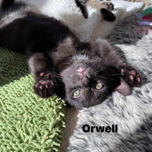 Orwell - Petstock