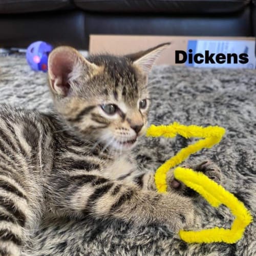 Dickens - Petstock