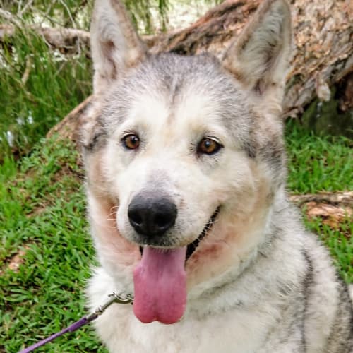 Kahlua