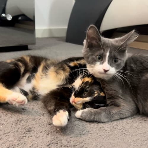 Bella & Aria