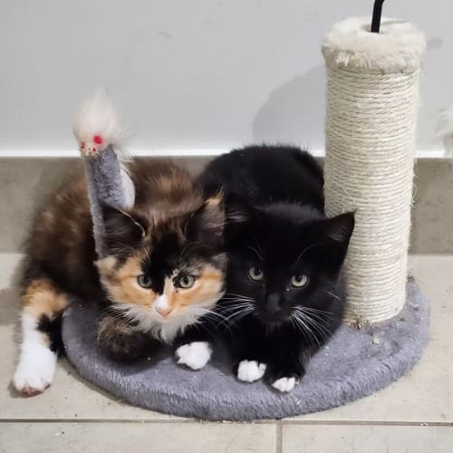 Aurora & Harley 🌸🐈‍⬛